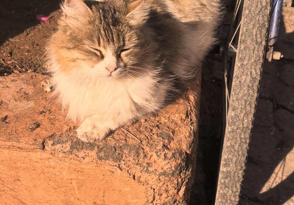 The Cats of Morocco: Silent Companions of Our Journeys