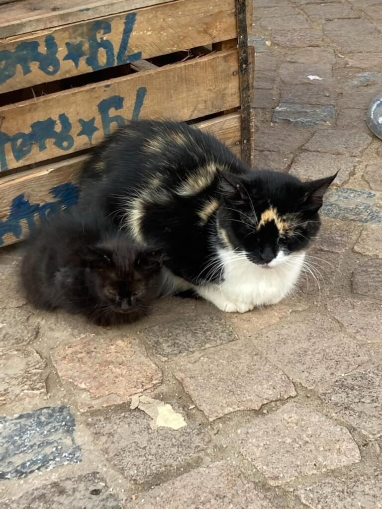 PHOTO-2026-02-13-16-32-35 3