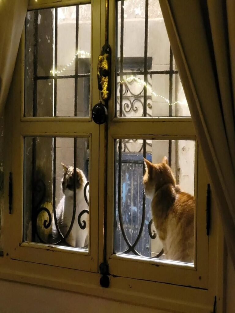 PHOTO-2026-02-13-16-32-45 3