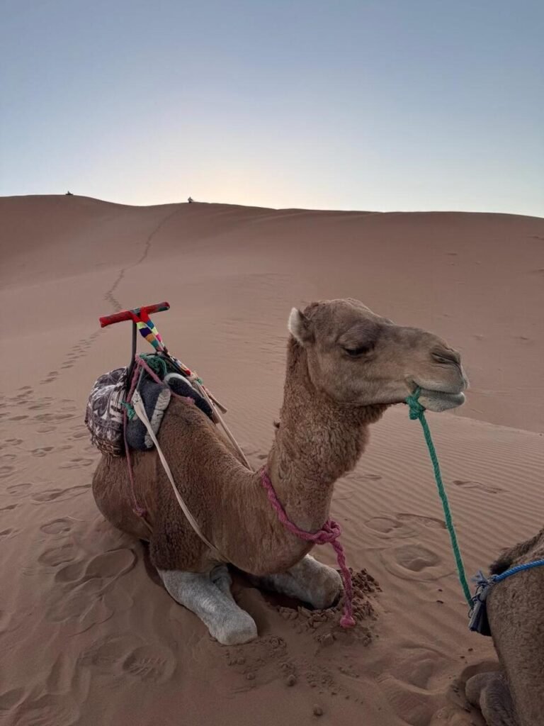 WhatsApp Image 2026-01-08 at 02.