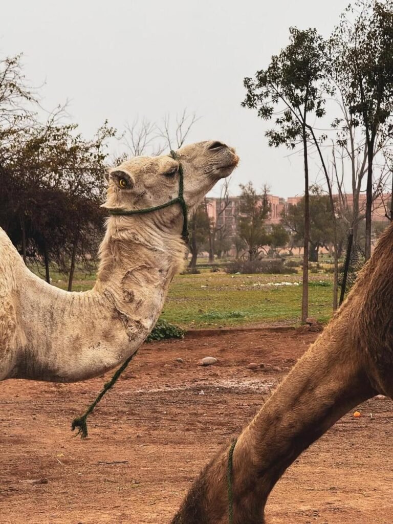 WhatsApp Image 2026-02-03 at 23.