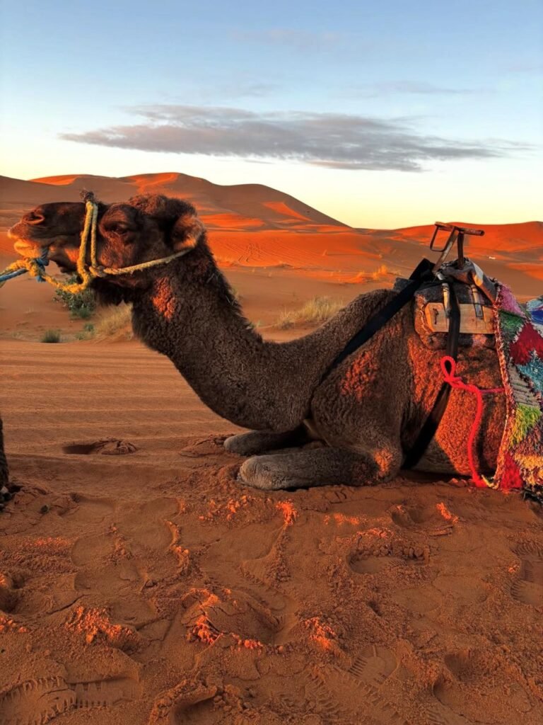 WhatsApp Image 2026-02-11 at 11.19.02