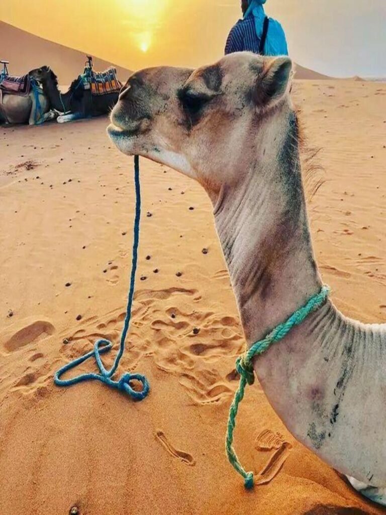 WhatsApp Image 2026-03-09 at 21. copy 2